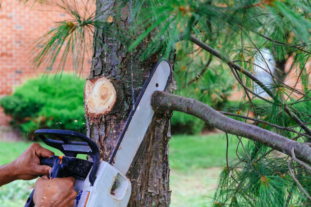 Headland, AL Tree Service Company